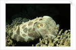 Broadclub Cuttlefish by Anonymous