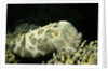 Broadclub Cuttlefish by Anonymous