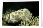 Broadclub Cuttlefish by Anonymous