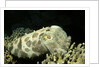 Broadclub Cuttlefish by Anonymous