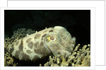 Broadclub Cuttlefish by Anonymous
