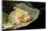 Smallscale Scorpionfish by Anonymous