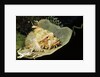 Smallscale Scorpionfish by Anonymous