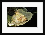 Smallscale Scorpionfish by Anonymous
