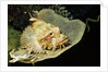 Smallscale Scorpionfish by Anonymous