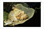 Smallscale Scorpionfish by Anonymous