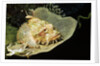 Smallscale Scorpionfish by Anonymous