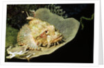 Smallscale Scorpionfish by Anonymous