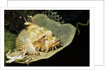 Smallscale Scorpionfish by Anonymous