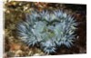 Aggregating Anemone by Anonymous