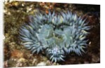 Aggregating Anemone by Anonymous