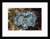 Aggregating Anemone by Anonymous