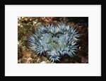 Aggregating Anemone by Anonymous