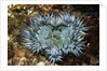 Aggregating Anemone by Anonymous