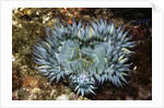 Aggregating Anemone by Anonymous