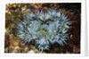 Aggregating Anemone by Anonymous