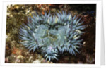 Aggregating Anemone by Anonymous