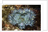 Aggregating Anemone by Anonymous