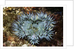 Aggregating Anemone by Anonymous