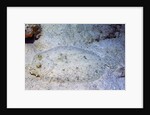 Peacock Flounder by Anonymous