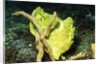 Giant Frogfish by Anonymous