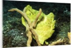 Giant Frogfish by Anonymous