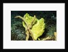 Giant Frogfish by Anonymous