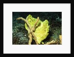 Giant Frogfish by Anonymous