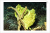 Giant Frogfish by Anonymous