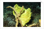 Giant Frogfish by Anonymous