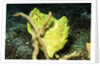 Giant Frogfish by Anonymous