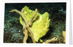 Giant Frogfish by Anonymous