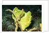 Giant Frogfish by Anonymous