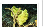 Giant Frogfish by Anonymous