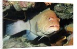 Tiger Grouper by Anonymous