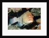 Tiger Grouper by Anonymous