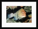 Tiger Grouper by Anonymous