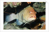 Tiger Grouper by Anonymous
