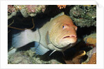 Tiger Grouper by Anonymous