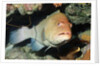 Tiger Grouper by Anonymous