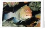 Tiger Grouper by Anonymous