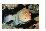 Tiger Grouper by Anonymous