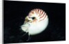 Chambered Nautilus by Anonymous