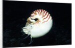 Chambered Nautilus by Anonymous