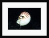 Chambered Nautilus by Anonymous