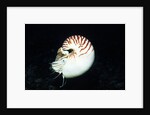 Chambered Nautilus by Anonymous