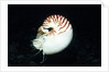 Chambered Nautilus by Anonymous