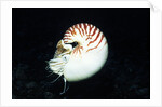 Chambered Nautilus by Anonymous