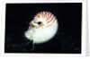 Chambered Nautilus by Anonymous
