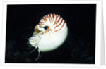 Chambered Nautilus by Anonymous